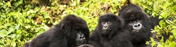 /_uploads/images/branch_tours/Tanzania-Kenya-Migration-Safari-IMAGE-mountain-gorillas-sept-2023.jpg