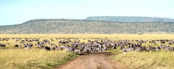 /_uploads/images/branch_tours/tanzania-Kenya-Migration-Safari-header-sept-2023.jpg