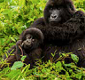 9-Day Uganda & Gorillas Overland Adventure with G Adventures